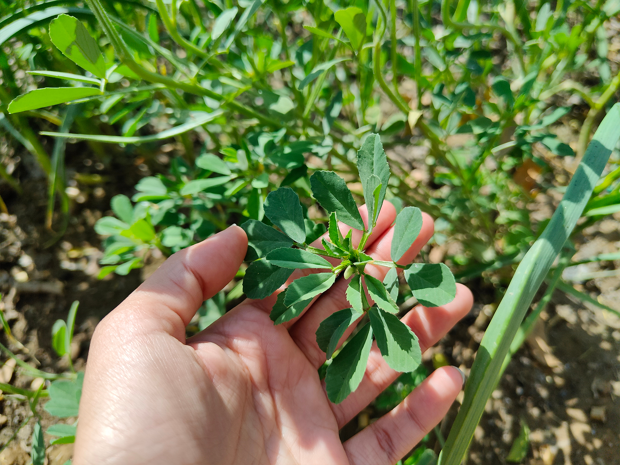 Unlocking the Power of Fenugreek: A Woman's Ally for Hormonal Support and Beyond